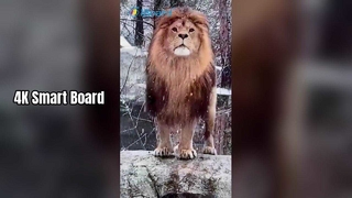 교육 및 비즈니스를 위한 4K 스마트 보드